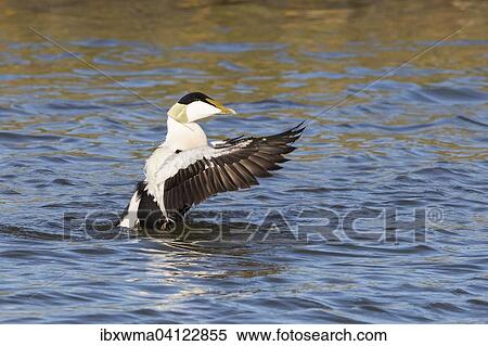 Common eider (Somateria mollissima), drake, Hesse, Germany, Europe View Large Photo Image Stock Photography - Common eider (Somateria mollissima), drake, Hesse, Germany, Europe. Fotosearch