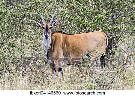 Common eland (Taurotragus oryx), Masai Mara National Reserve, Kenya, Africa View Large Photo Image Stock Image - Common eland (Taurotragus oryx), Masai Mara National Reserve, Kenya, Africa. Fotosearch
