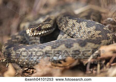 Stock Image - Common European adder or viper (Vipera berus), Emsland, Lower Saxony, Germany, Europe. Fotosearch