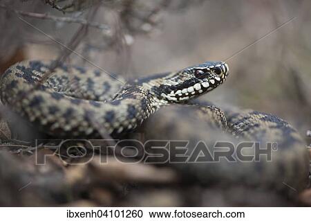 Common European adder or viper (Vipera berus), Emsland, Lower Saxony, Germany, Europe View Large Photo Image Stock Image - Common European adder or viper (Vipera berus), Emsland, Lower Saxony, Germany, Europe. Fotosearch