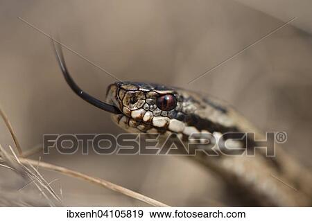 Common European adder or viper (Vipera berus), Emsland, Lower Saxony, Germany, Europe View Large Photo Image Stock Photo - Common European adder or viper (Vipera berus), Emsland, Lower Saxony, Germany, Europe. Fotosearch