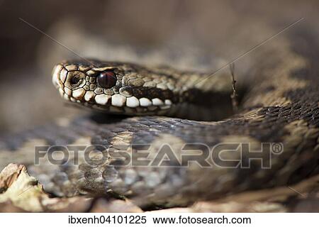 Common European adder or viper (Vipera berus), Emsland, Lower Saxony, Germany, Europe View Large Photo Image Stock Photography - Common European adder or viper (Vipera berus), Emsland, Lower Saxony, Germany, Europe. Fotosearch