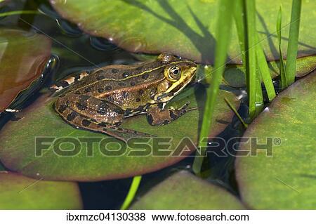 Common European frog or edible frog (Rana esculenta), Middle Franconia, Bavaria, Germany, Europe View Large Photo Image Stock Photo - Common European frog or edible frog (Rana esculenta), Middle Franconia, Bavaria, Germany, Europe. Fotosearch