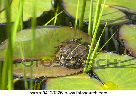 Stock Photograph - Common European frog or edible frog (Rana esculenta), Middle Franconia, Bavaria, Germany, Europe. Fotosearch