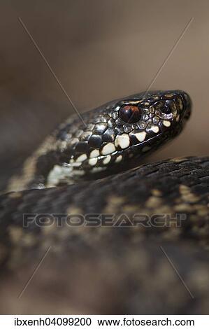 Stock Image - Common European Viper (Vipera berus), Emsland, Lower Saxony, Germany, Europe. Fotosearch