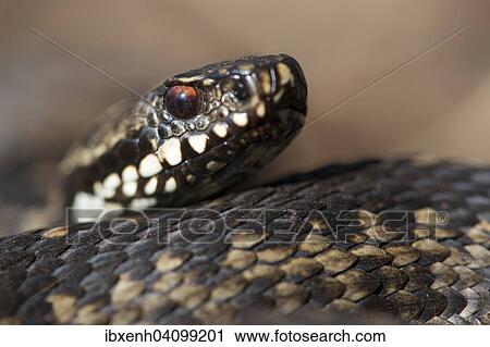 Common European Viper (Vipera berus), Emsland, Lower Saxony, Germany, Europe View Large Photo Image Stock Image - Common European Viper (Vipera berus), Emsland, Lower Saxony, Germany, Europe. Fotosearch