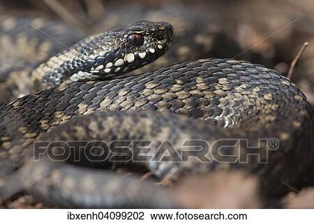 Stock Image - Common European Viper (Vipera berus), Emsland, Lower Saxony, Germany, Europe. Fotosearch