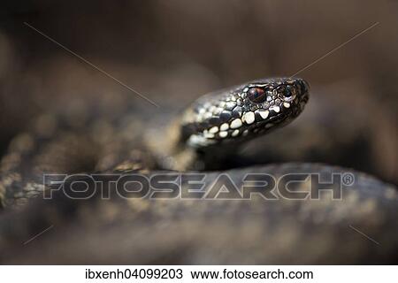 Common European Viper (Vipera berus), Emsland, Lower Saxony, Germany, Europe View Large Photo Image Stock Image - Common European Viper (Vipera berus), Emsland, Lower Saxony, Germany, Europe. Fotosearch