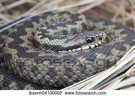 Common European Viper (Vipera berus), Emsland, Lower Saxony, Germany, Europe View Large Photo Image Stock Image - Common European Viper (Vipera berus), Emsland, Lower Saxony, Germany, Europe. Fotosearch
