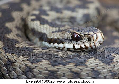Common European Viper (Vipera berus), Emsland, Lower Saxony, Germany, Europe View Large Photo Image Stock Image - Common European Viper (Vipera berus), Emsland, Lower Saxony, Germany, Europe. Fotosearch