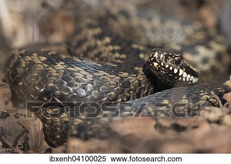 Stock Photography - Common European Viper (Vipera berus), Emsland, Lower Saxony, Germany, Europe. Fotosearch