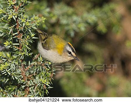 Common firecrest (Regulus ignicapilla), Rhineland-Palatinate, Germany, Europe View Large Photo Image Picture - Common firecrest (Regulus ignicapilla), Rhineland-Palatinate, Germany, Europe. Fotosearch