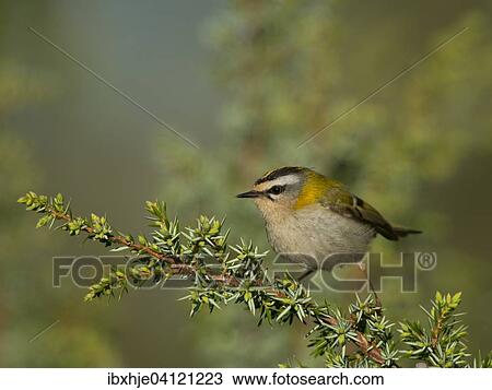 Stock Image - Common firecrest (Regulus ignicapilla), Rhineland-Palatinate, Germany, Europe. Fotosearch