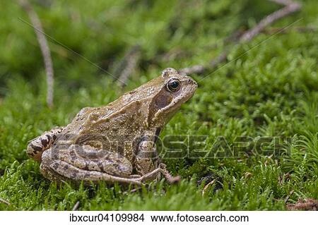 Common frog (Rana temporaria), Thuringia, Germany, Europe View Large Photo Image Picture - Common frog (Rana temporaria), Thuringia, Germany, Europe. Fotosearch
