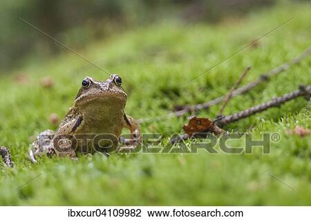 Common frog (Rana temporaria), Thuringia, Germany, Europe View Large Photo Image Stock Image - Common frog (Rana temporaria), Thuringia, Germany, Europe. Fotosearch