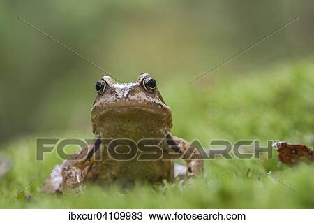 Common frog (Rana temporaria), Thuringia, Germany, Europe View Large Photo Image Stock Image - Common frog (Rana temporaria), Thuringia, Germany, Europe. Fotosearch