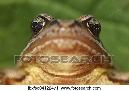 Common Frog (Rana temporaria), Thuringia, Germany, Europe View Large Photo Image Stock Image - Common Frog (Rana temporaria), Thuringia, Germany, Europe. Fotosearch