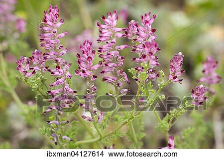 Common Fumitory (Fumaria officinalis), Burgenland, Austria, Europe View Large Photo Image Picture - Common Fumitory (Fumaria officinalis), Burgenland, Austria, Europe. Fotosearch