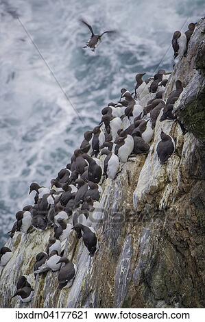 Common guillemots (Uria aalge), Sumburgh Head Nature Reserve, The Mainland Orkney, Shetland Islands, Scotland, United Kingdom, Europe View Large Photo Image Stock Image - Common guillemots (Uria aalge), Sumburgh Head Nature Reserve, The Mainland Orkney, Shetland Islands, Scotland, United Kingdom, Europe. Fotosearch