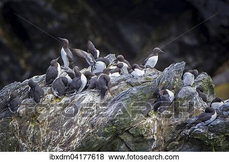 Common guillemots (Uria aalge), Sumburgh Head Nature Reserve, The Mainland Orkney, Shetland Islands, Scotland, United Kingdom, Europe View Large Photo Image Stock Photo - Common guillemots (Uria aalge), Sumburgh Head Nature Reserve, The Mainland Orkney, Shetland Islands, Scotland, United Kingdom, Europe. Fotosearch