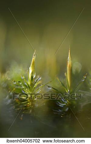 Stock Image - Common Haircap Moss (Polytrichum commune), Emsland, Lower Saxony, Germany, Europe. Fotosearch