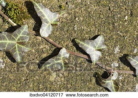 Stock Photo - Common ivy (Hedera helix) growing on a tree, Switzerland, Europe. Fotosearch