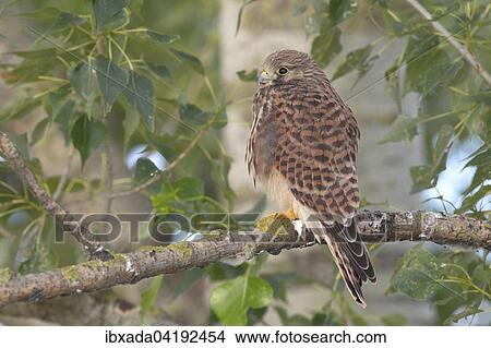 Common Kestrel (Falco tinnunculus) young bird perched on a branch, Lake Neusiedl, Burgenland, Austria, Europe View Large Photo Image Picture - Common Kestrel (Falco tinnunculus) young bird perched on a branch, Lake Neusiedl, Burgenland, Austria, Europe. Fotosearch