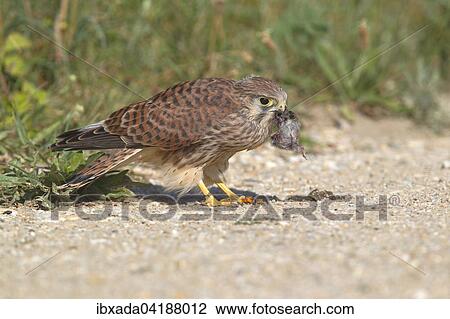 Common Kestrel (Falco tinnunculus), young bird sitting on the ground with a captured mouse in its beak, Lake Neusiedl, Burgenland, Austria, Europe View Large Photo Image Stock Image - Common Kestrel (Falco tinnunculus), young bird sitting on the ground with a captured mouse in its beak, Lake Neusiedl, Burgenland, Austria, Europe. Fotosearch