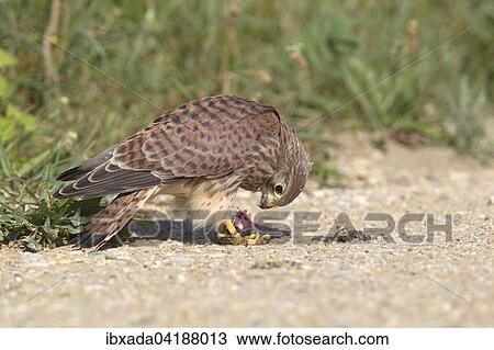 Common Kestrel (Falco tinnunculus), young bird feeding on a captured mouse, on the ground, Lake Neusiedl, Burgenland, Austria, Europe View Large Photo Image Stock Image - Common Kestrel (Falco tinnunculus), young bird feeding on a captured mouse, on the ground, Lake Neusiedl, Burgenland, Austria, Europe. Fotosearch