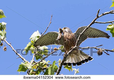 Common Kestrel (Falco tinnunculus) with captured Vole (Microtus arvalis), Hesse, Germany, Europe View Large Photo Image Picture - Common Kestrel (Falco tinnunculus) with captured Vole (Microtus arvalis), Hesse, Germany, Europe. Fotosearch