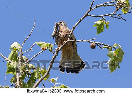 Common Kestrel (Falco tinnunculus) with captured Vole (Microtus arvalis), Hesse, Germany, Europe View Large Photo Image Stock Image - Common Kestrel (Falco tinnunculus) with captured Vole (Microtus arvalis), Hesse, Germany, Europe. Fotosearch