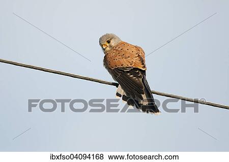Stock Photo - Common Kestrel or Eurasian Kestrel (Falco tinnunculus) perched on a power line, Thuringia, Germany, Europe. Fotosearch