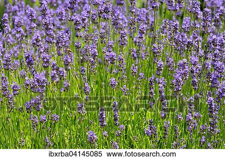 Stock Photography - Common lavender (Lavandula angustifolia). Fotosearch