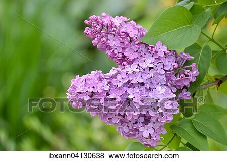 Common Lilac (Syringa vulgaris), violet flowers, Palatinate, Rhineland-Palatinate, Germany, Europe View Large Photo Image Stock Photo - Common Lilac (Syringa vulgaris), violet flowers, Palatinate, Rhineland-Palatinate, Germany, Europe. Fotosearch