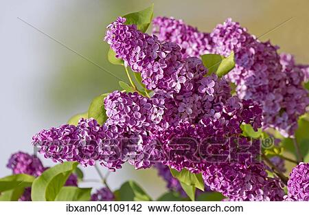 Common lilac (Syringa vulgaris) with light purple flowers View Large Photo Image Stock Image - Common lilac (Syringa vulgaris) with light purple flowers. Fotosearch