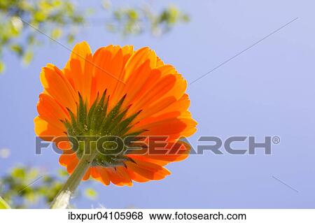 Common marigold (Calendula officinalis) flower from below View Large Photo Image Stock Photo - Common marigold (Calendula officinalis) flower from below. Fotosearch