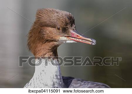 Common merganser (Mergus merganser), female, captive, Tyrol, Austria, Europe View Large Photo Image Stock Image - Common merganser (Mergus merganser), female, captive, Tyrol, Austria, Europe. Fotosearch
