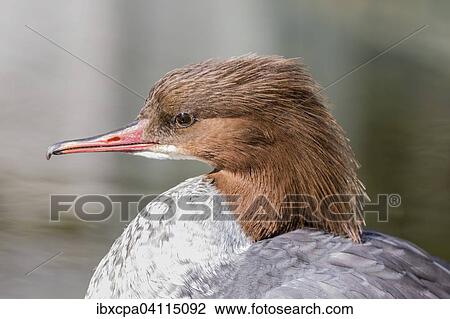 Common merganser (Mergus merganser), female, captive, Tyrol, Austria, Europe View Large Photo Image Stock Image - Common merganser (Mergus merganser), female, captive, Tyrol, Austria, Europe. Fotosearch