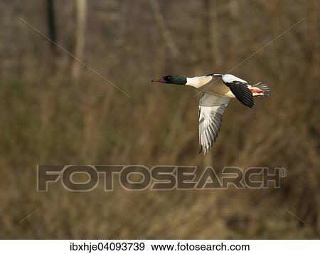 Stock Photo - Common Merganser or Goosander (Mergus merganser), Luxembourg, Europe. Fotosearch