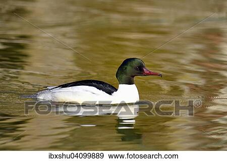Stock Photo - Common Merganser or Goosander (Mergus merganser), male, Lake Zug, Switzerland, Europe. Fotosearch