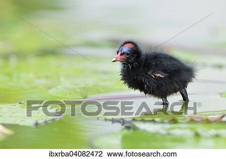 Common Moorhen (Gallinula chloropus), chick, North Rhine-Westphalia, Germany, Europe View Large Photo Image Stock Image - Common Moorhen (Gallinula chloropus), chick, North Rhine-Westphalia, Germany, Europe. Fotosearch