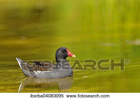 Common Moorhen (Gallinula chloropus), on water, Nordrhein-Westfalen, Germany, Europe View Large Photo Image Stock Photography - Common Moorhen (Gallinula chloropus), on water, Nordrhein-Westfalen, Germany, Europe. Fotosearch