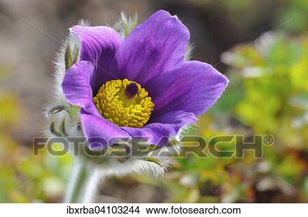 Common pasque flower (Pulsatilla vulgaris), flowering, North Rhine-Wesfalen, Germany, Europe View Large Photo Image Picture - Common pasque flower (Pulsatilla vulgaris), flowering, North Rhine-Wesfalen, Germany, Europe. Fotosearch