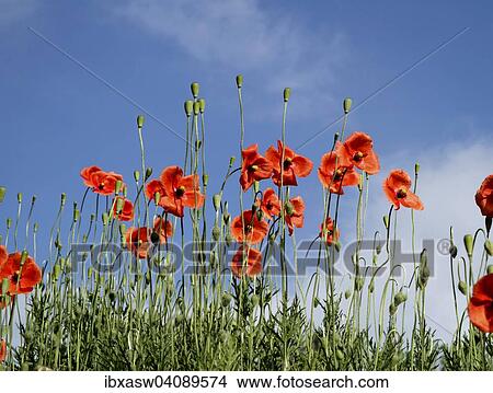 Common Poppies or Corn Poppies (Papaver rhoeas) against a blue sky, Lower Saxony, Germany, Europe View Large Photo Image Picture - Common Poppies or Corn Poppies (Papaver rhoeas) against a blue sky, Lower Saxony, Germany, Europe. Fotosearch