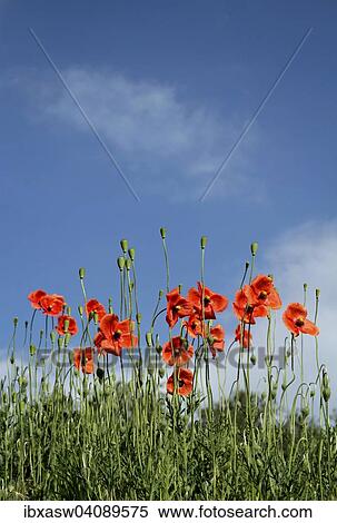 Common Poppies or Corn Poppies (Papaver rhoeas) against a blue sky, Lower Saxony, Germany, Europe View Large Photo Image Stock Photography - Common Poppies or Corn Poppies (Papaver rhoeas) against a blue sky, Lower Saxony, Germany, Europe. Fotosearch