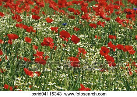 Stock Image - Common Poppies (Papaver rhoeas) and Chamomile (Matricaria chamomilla), North Rhine-Westphalia, Germany, Europe. Fotosearch