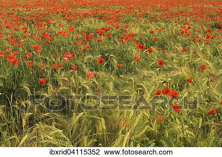 Common Poppies (Papaver rhoeas) in a cornfield, North Rhine-Westphalia, Germany, Europe View Large Photo Image Stock Image - Common Poppies (Papaver rhoeas) in a cornfield, North Rhine-Westphalia, Germany, Europe. Fotosearch