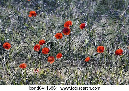 Stock Image - Common Poppies (Papaver rhoeas) in a cornfield, North Rhine-Westphalia, Germany, Europe. Fotosearch