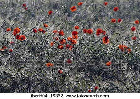 Stock Image - Common Poppies (Papaver rhoeas) in a cornfield, North Rhine-Westphalia, Germany, Europe. Fotosearch