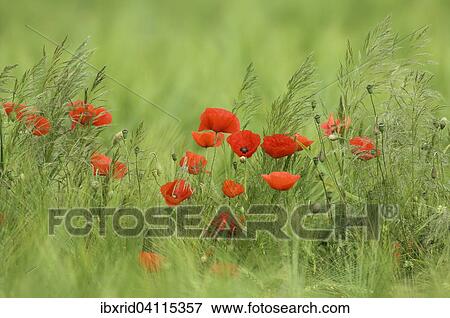 Stock Photo - Common Poppies (Papaver rhoeas) in a cornfield, North Rhine-Westphalia, Germany, Europe. Fotosearch